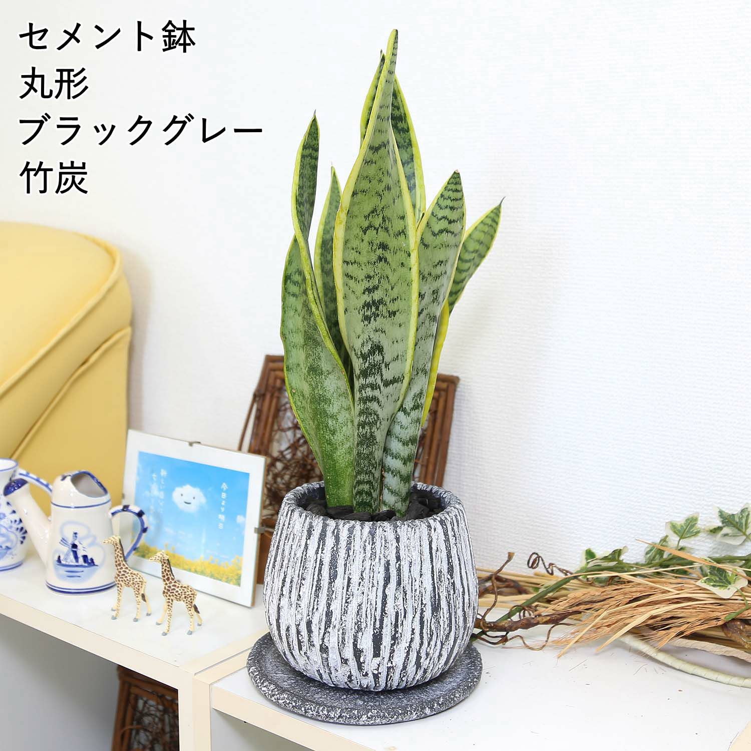 サンスベリア 丸形セメント鉢 ブラッググレー 竹炭