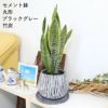 サンスベリア 丸形セメント鉢 ブラッググレー 竹炭