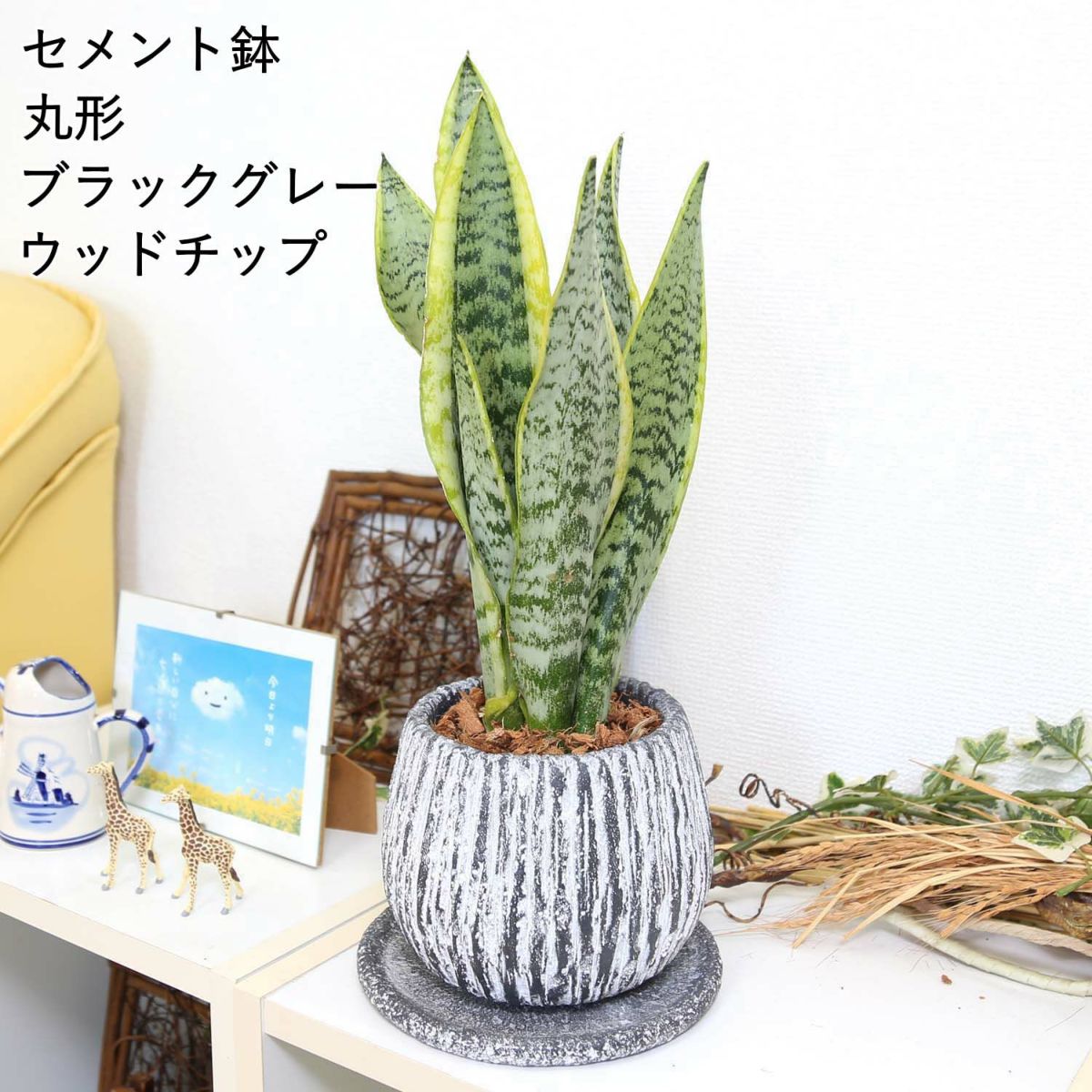 サンスベリア 丸形セメント鉢 ブラッググレー ウッドチップ