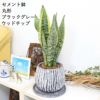 サンスベリア 丸形セメント鉢 ブラッググレー ウッドチップ