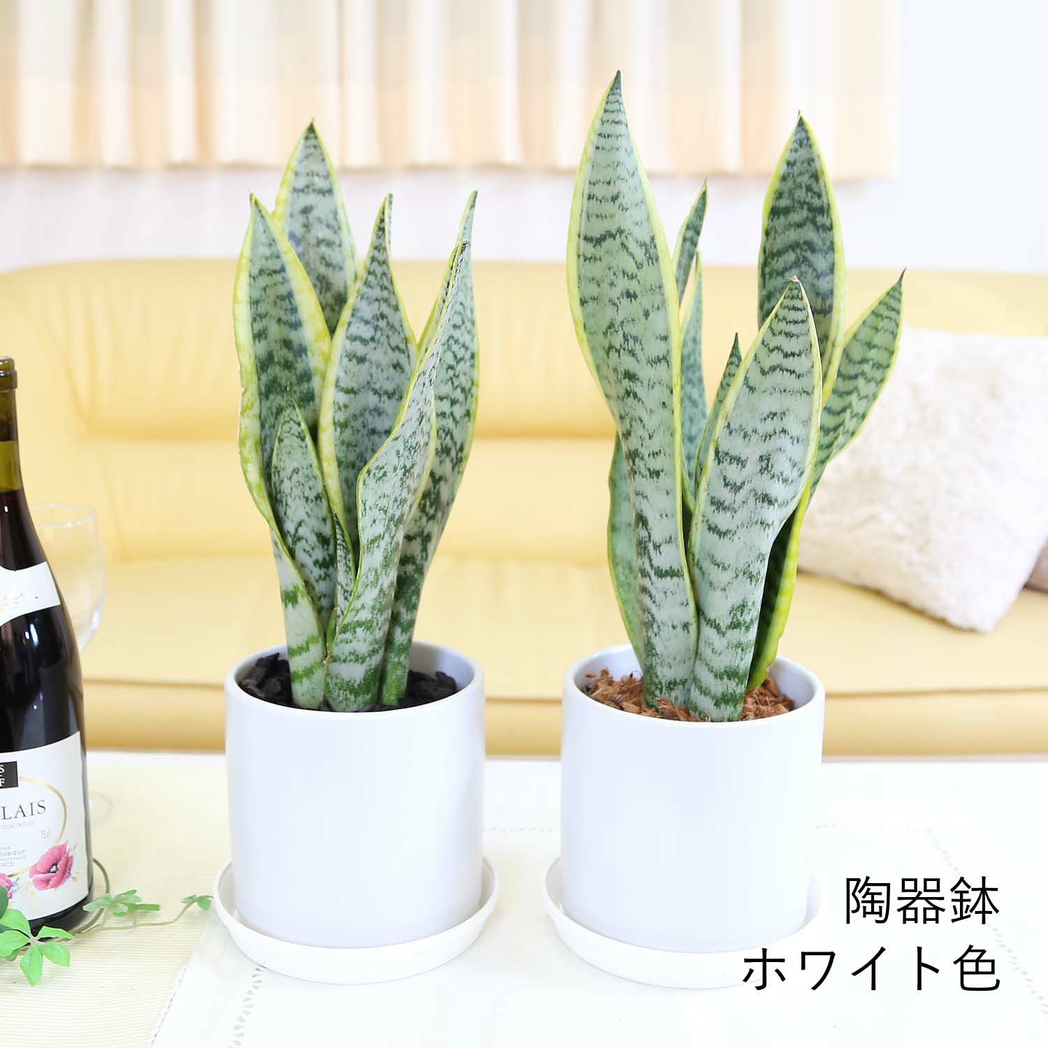 サンスベリア 丸形 陶器鉢