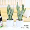 サンスベリア 丸形 陶器鉢