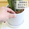 サンスベリア 丸形 陶器鉢