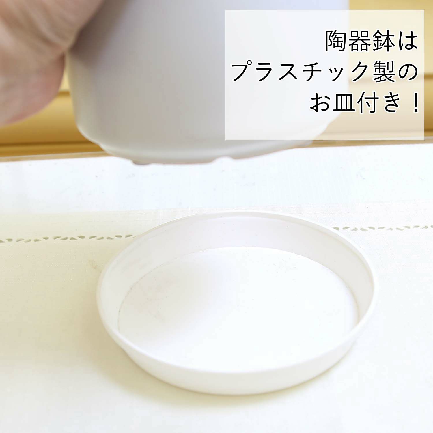 サンスベリア 丸形 陶器鉢