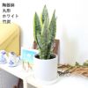サンスベリア 丸形 陶器鉢 竹炭