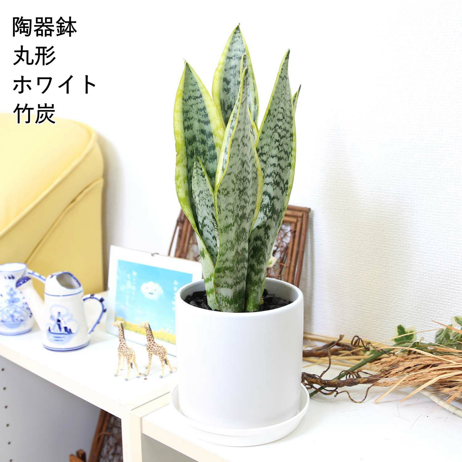 サンスベリア 丸形 陶器鉢 竹炭