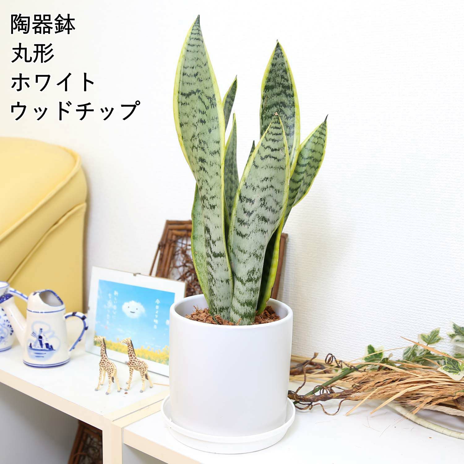 サンスベリア 丸形 陶器鉢 ウッドチップ