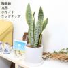 サンスベリア 丸形 陶器鉢 ウッドチップ