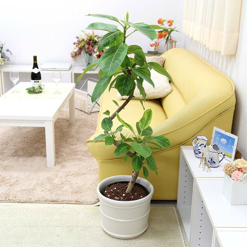 ハイドロカルチャー 大型 アルティシーマ 陶器鉢 通販 販売 観葉植物のブルーミングスケープ ハイドロカルチャー 大型 アルティシーマ 陶器鉢 通販 販売 観葉植物のブルーミングスケープ