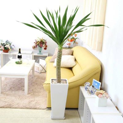 希少品種 ドラセナ パラオ 9号 選べる陶器鉢 Zタイプ レビュー