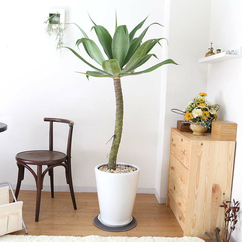 ブルーミングスケープ】現品！アガベ アテナータ（アテヌアータ） 10号