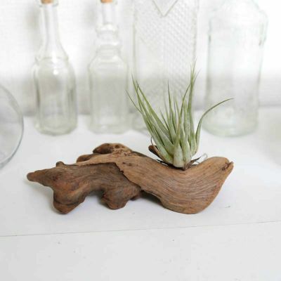 サンセベリア ハーニー ハニーボニー の種木 通販 販売 観葉植物のブルーミングスケープ サンセベリア ハーニー ハニーボニー の種木 通販 販売 観葉植物のブルーミングスケープ