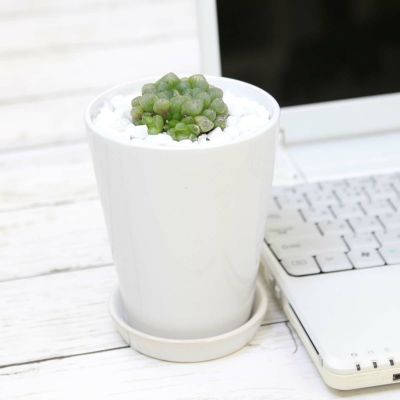 【送料無料】ハオルチア クーペリー トルンカータ （雫石） ホワイト陶器鉢 丸形（cooperi v.pilifera f truncata）