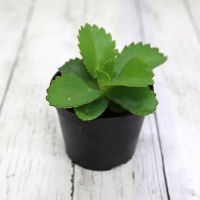 ブルーミングスケープ アイビーの水差し ガーデニング 観葉植物の育て方 ブルーミングスケープ アイビーの水差し ガーデニング 観葉植物の育て方