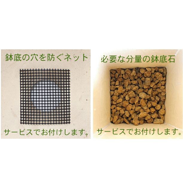 ホワイトスクエア陶器鉢（セミロング）M7サイズ 7号