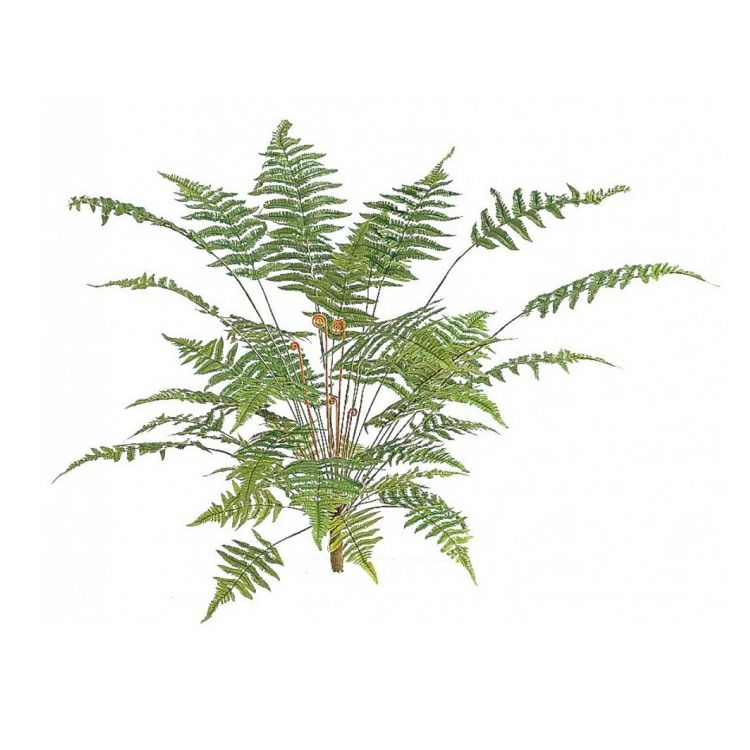 人工 タマシダ大 下草 植栽用 ブルーミングスケープ 観葉植物 通販 販売 人工 タマシダ大 下草 植栽用 ブルーミングスケープ 観葉植物 通販 販売