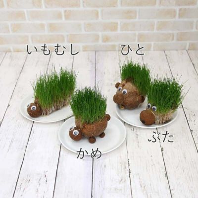 イタリアンライグラス（牧草）の楽しい栽培キット のび～るくん