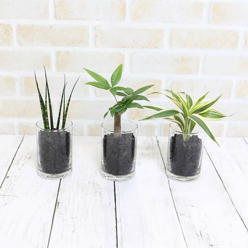 ミニ観葉植物 Eco 炭植え 3鉢セット 通販 販売 観葉植物のブルーミングスケープ