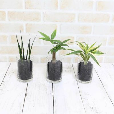 初心者の方にも育てやすい観葉植物 通販 販売 ブルーミングスケープ