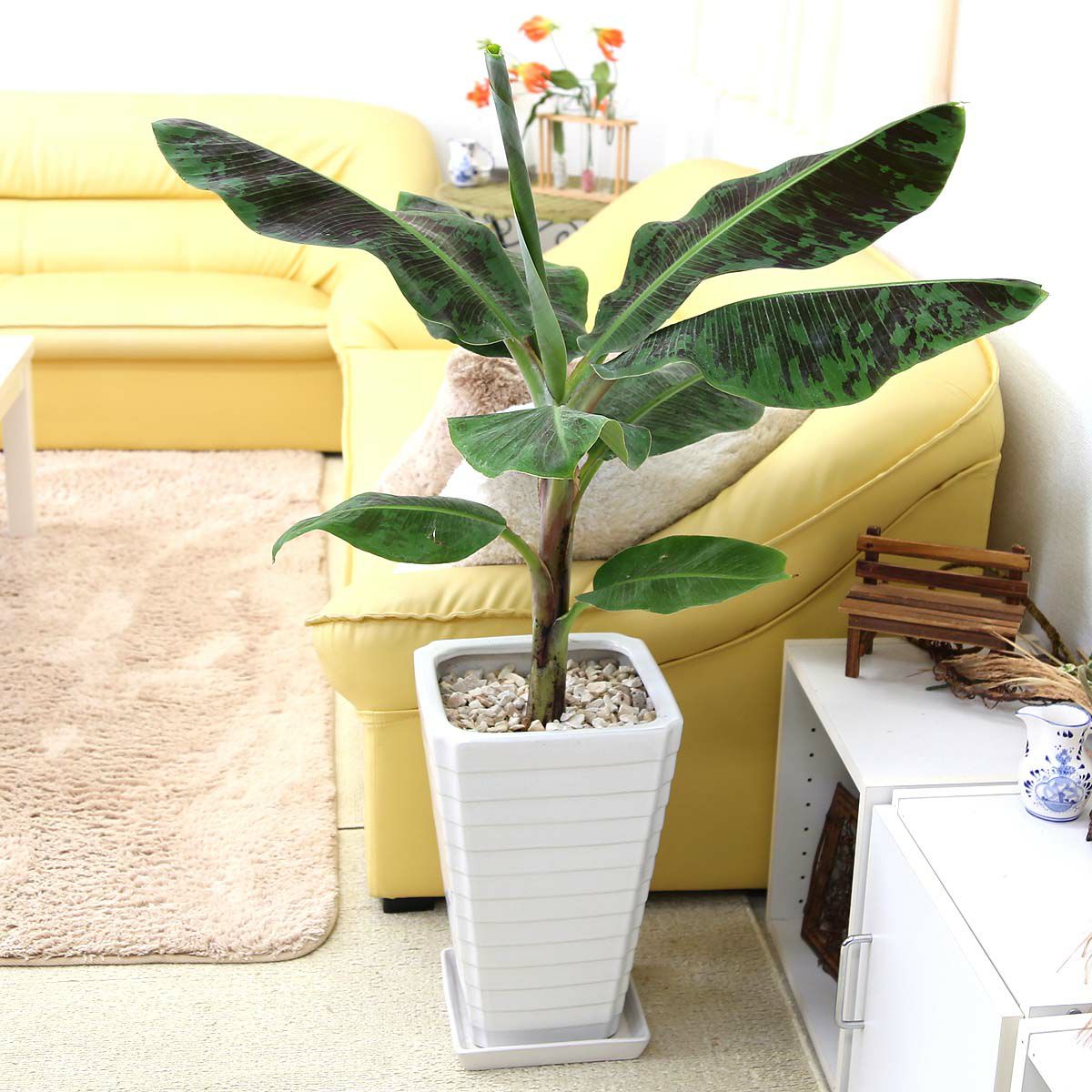 バナナの木 ８号 陶器鉢 通販 販売 観葉植物のブルーミングスケープ