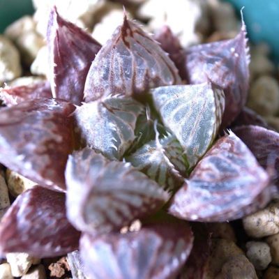 【クリスタルプランツ】ハオルチア ミラーボール L-1（Haworthia 'MIRRORBALL' L-1）