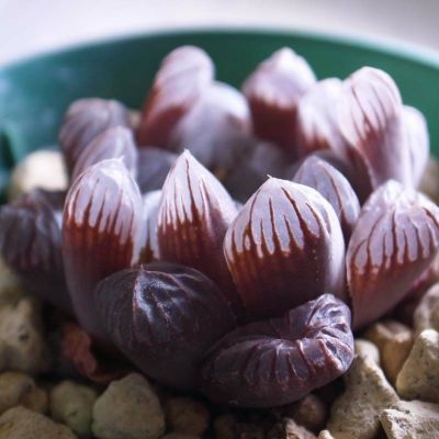 【クリスタルプランツ】ハオルチア クーペリー トルンカータ 「紫」（Haworthia cooperi v. pilifera f. truncata）