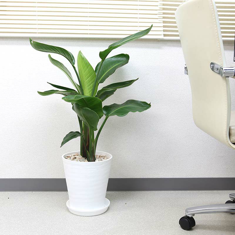 オーガスタ 8号