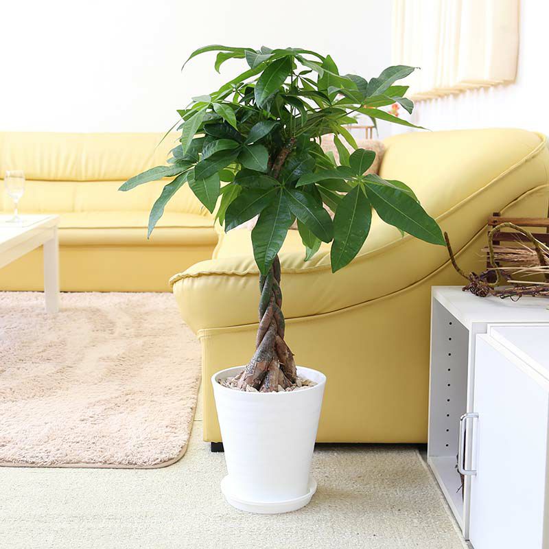 パキラ 観葉植物の育て方