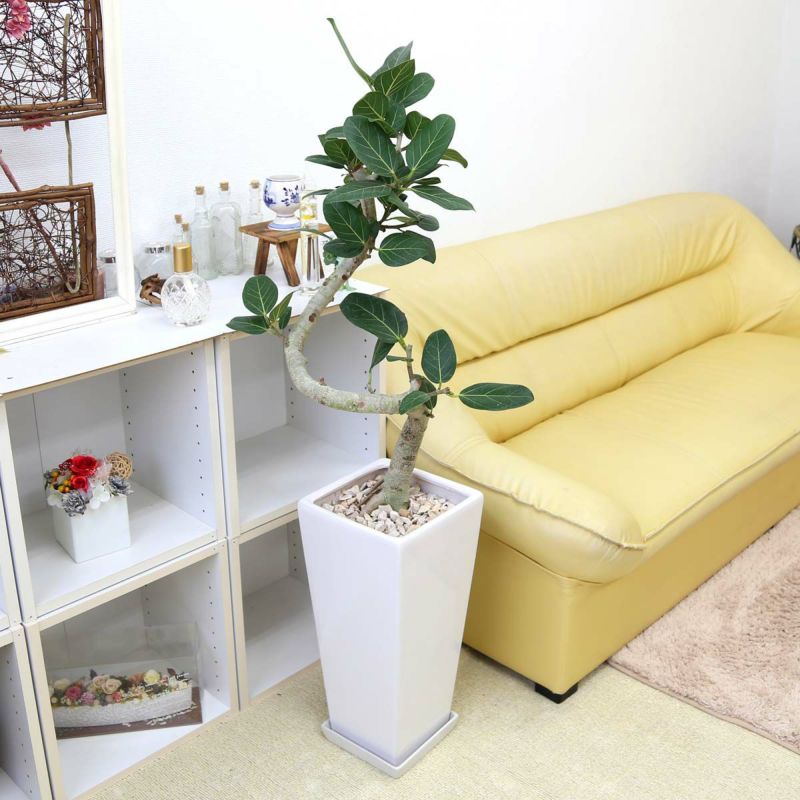 スパイラル仕立てのフィカス ベンガレンシス 9号