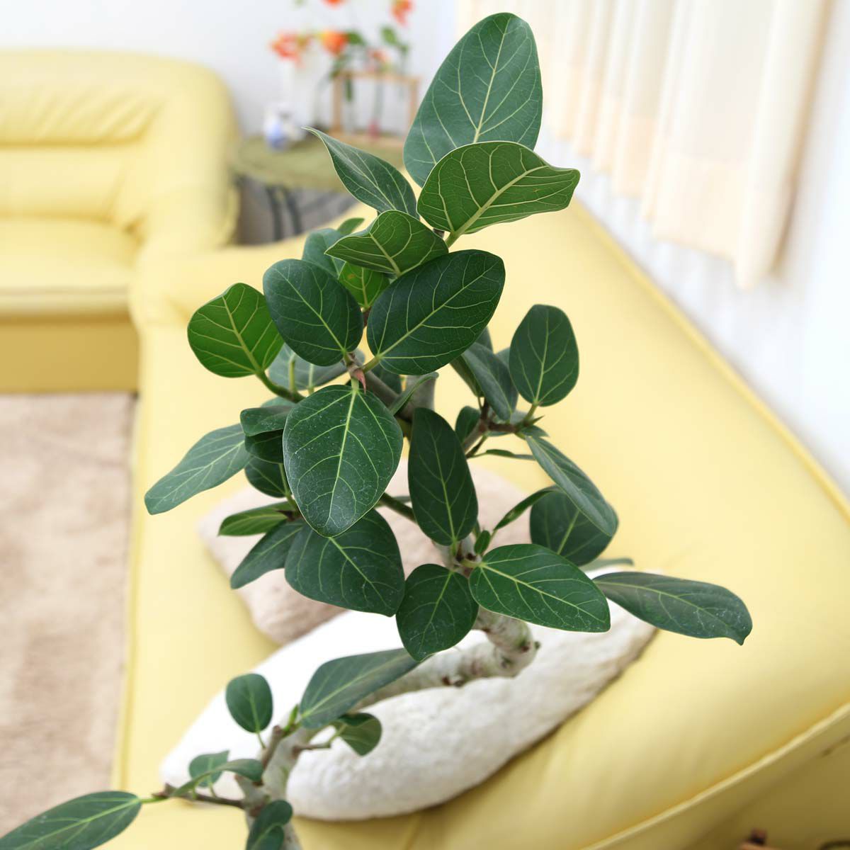 スパイラル仕立てのフィカス ベンガレンシス 9号