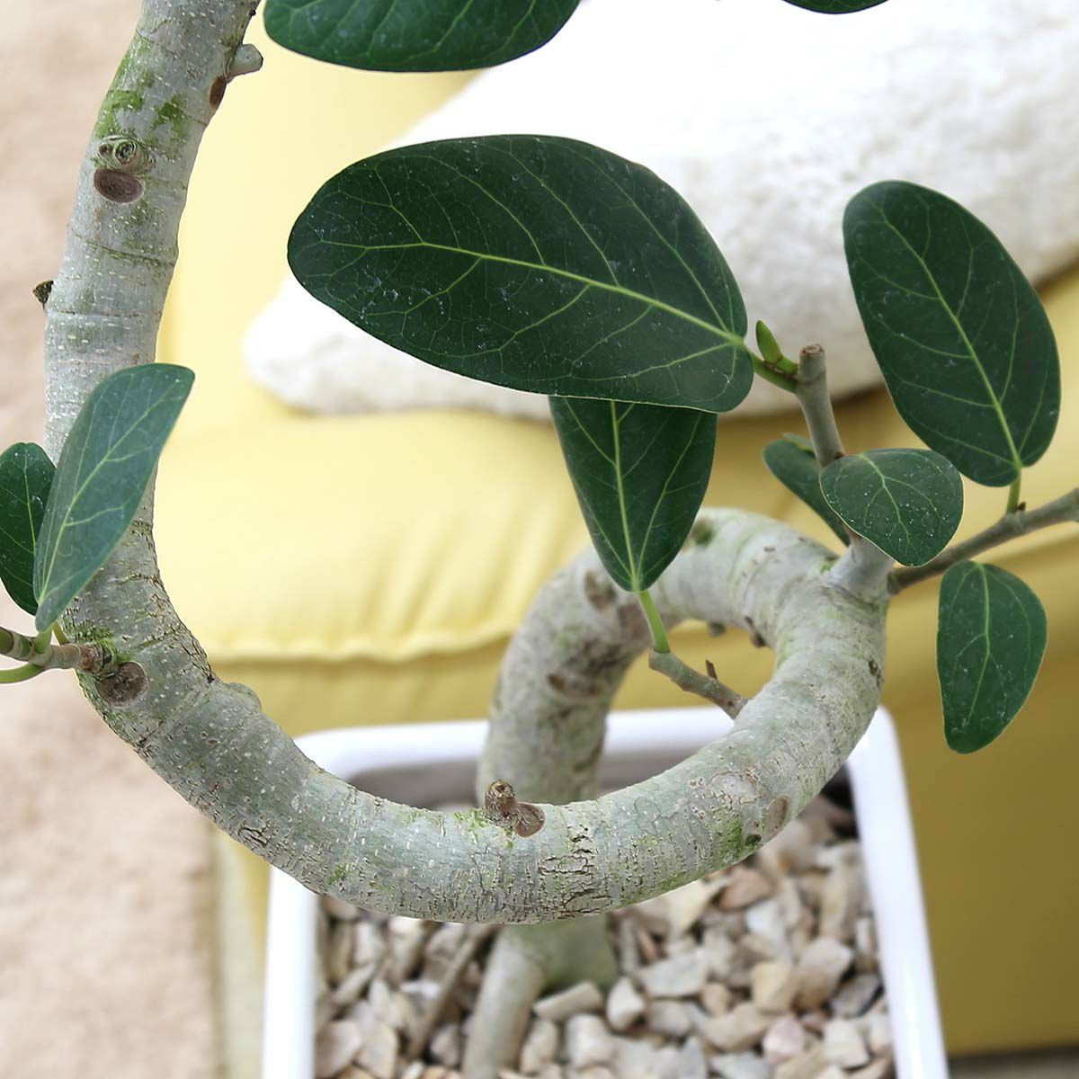 スパイラル仕立てのフィカス ベンガレンシス 9号