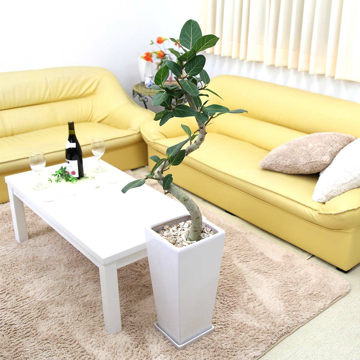 スパイラル仕立てのフィカス ベンガレンシス 9号