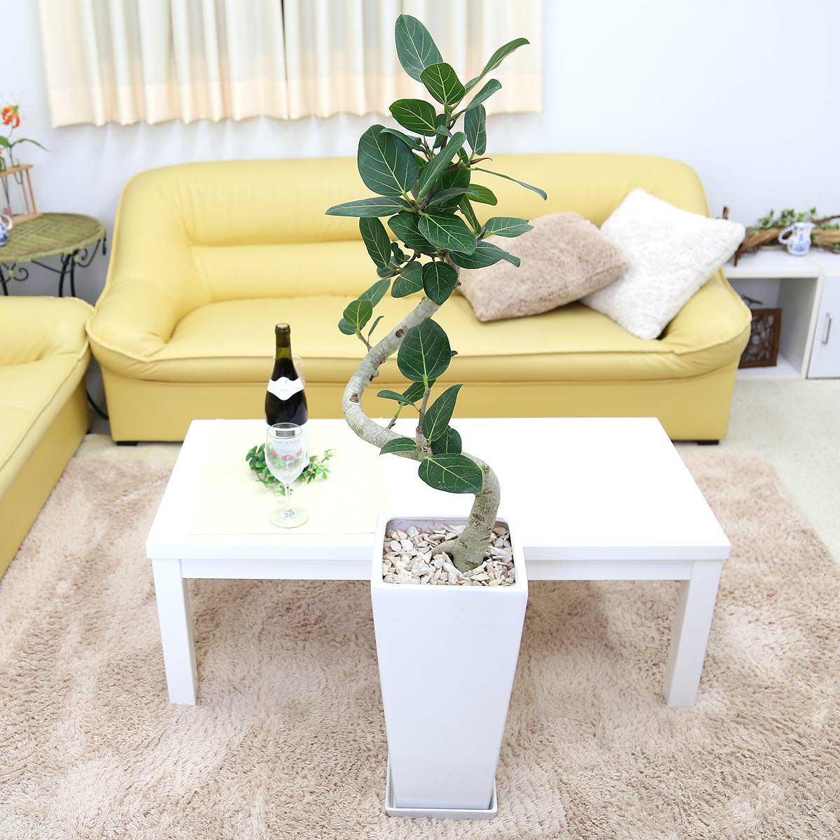 スパイラル仕立てのフィカス ベンガレンシス 9号