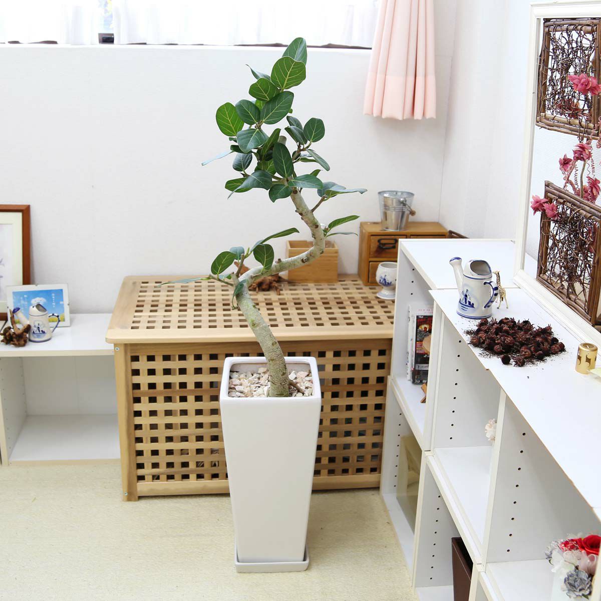 スパイラル仕立てのフィカス ベンガレンシス 9号