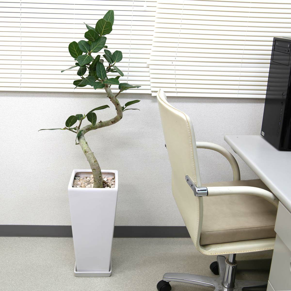 スパイラル仕立てのフィカス ベンガレンシス 9号