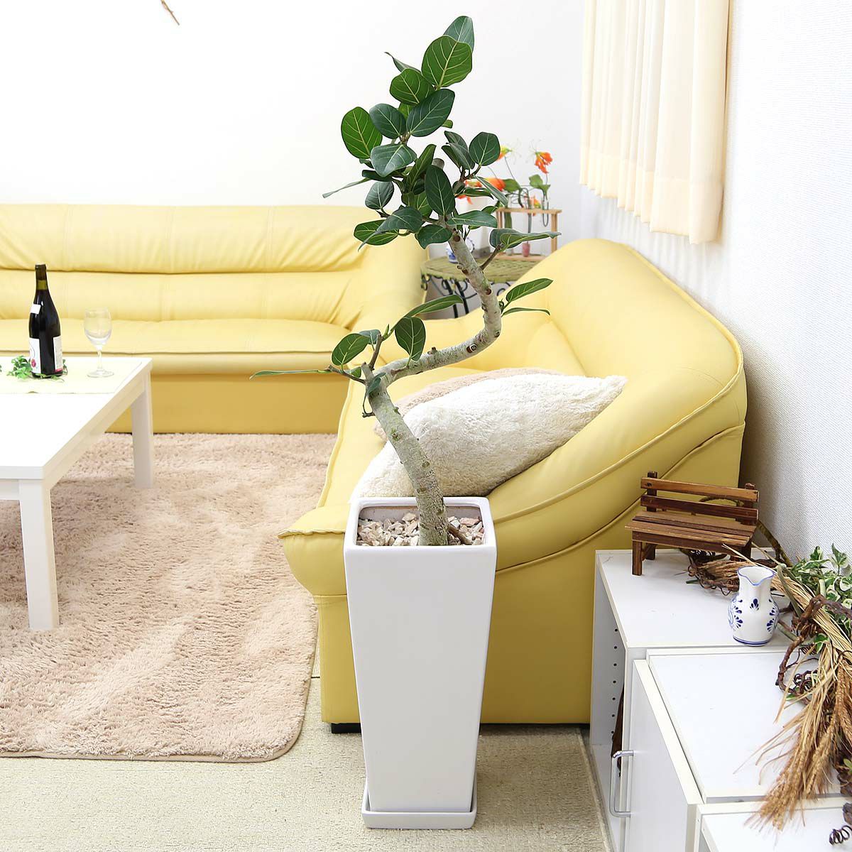 スパイラル仕立てのフィカス ベンガレンシス 9号