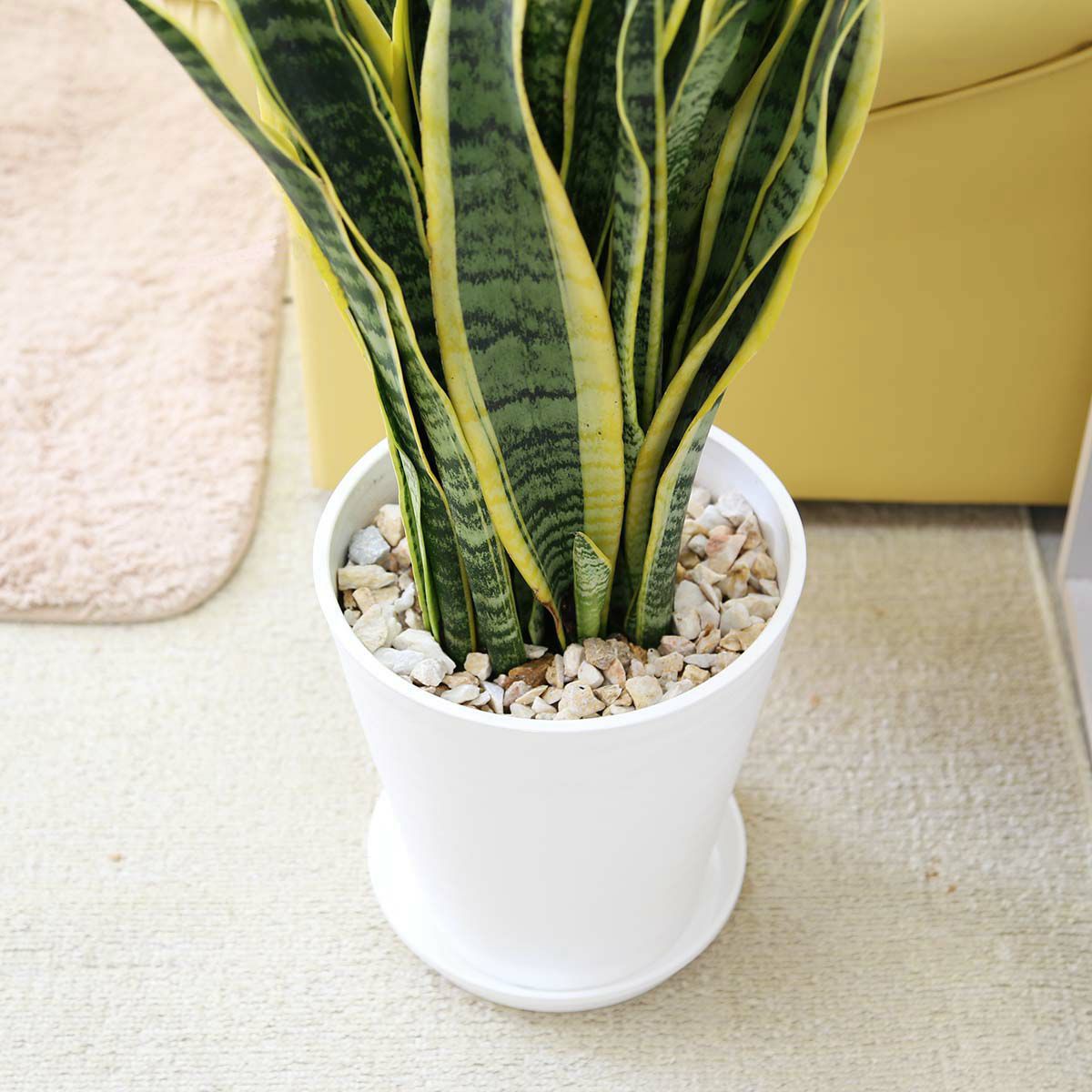 サンスベリア 8号