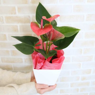 【送料無料】アンスリウム 「ピンク」  ホワイトプラスチック鉢カバー