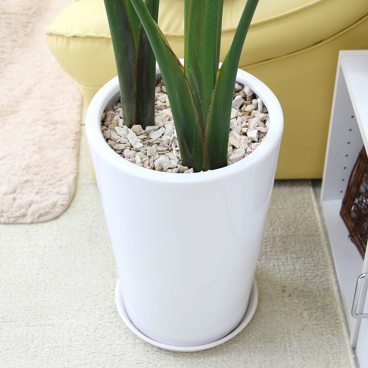 オーガスタ 10号