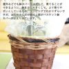 レモンの木 6号