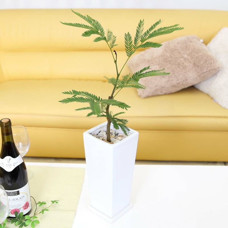 エバーフレッシュ 5号 陶器鉢 通販 販売｜観葉植物のブルーミングスケープ