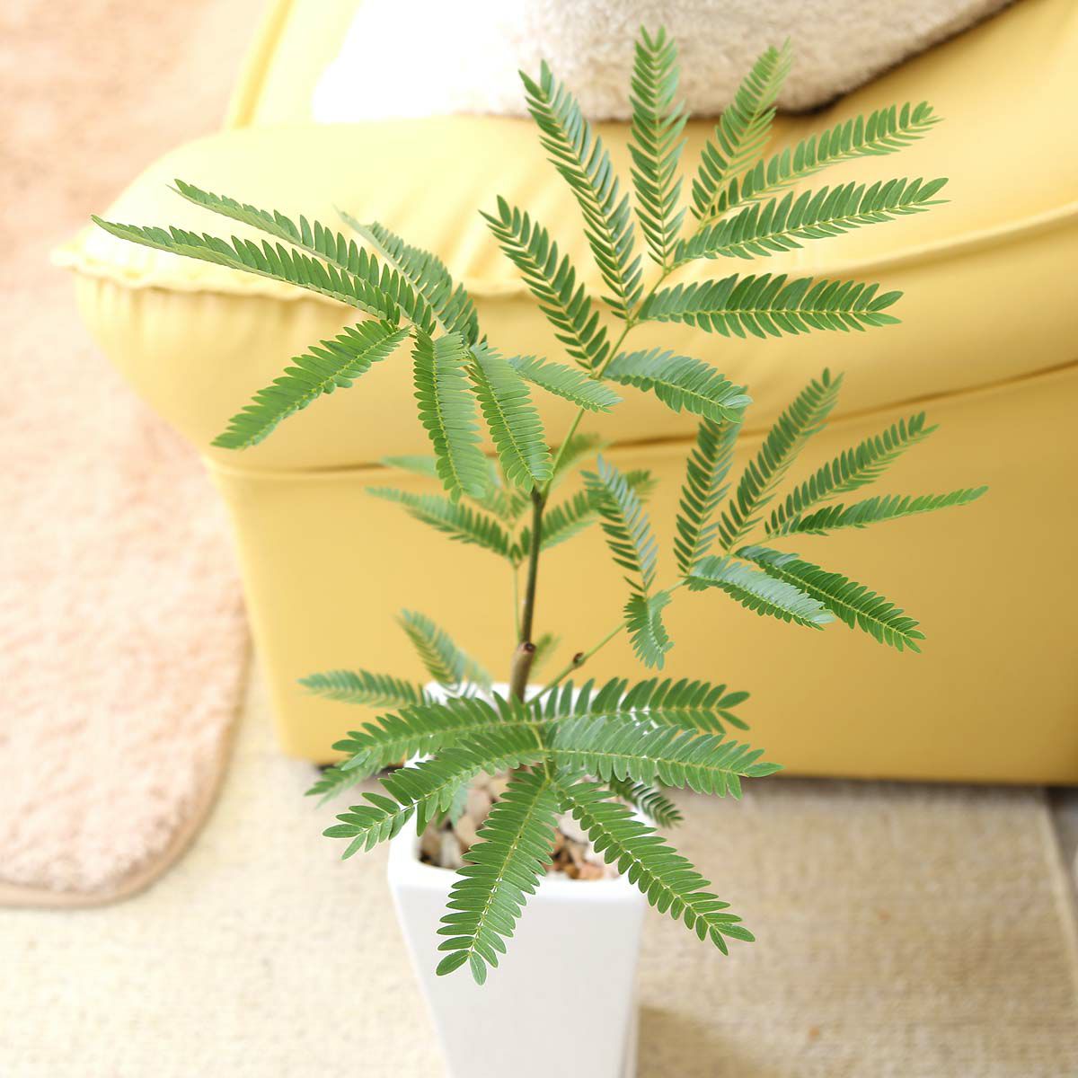 エバーフレッシュ(ネムノキ) 5号