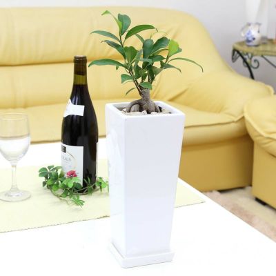【送料無料】妖精がすむといわれているガジュマル 5号 ホワイト陶器鉢 ストレート