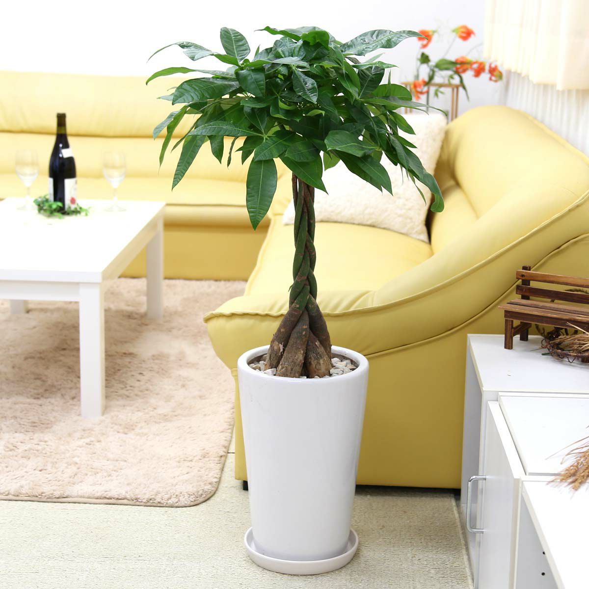 パキラ 通販 販売｜観葉植物のブルーミングスケープ