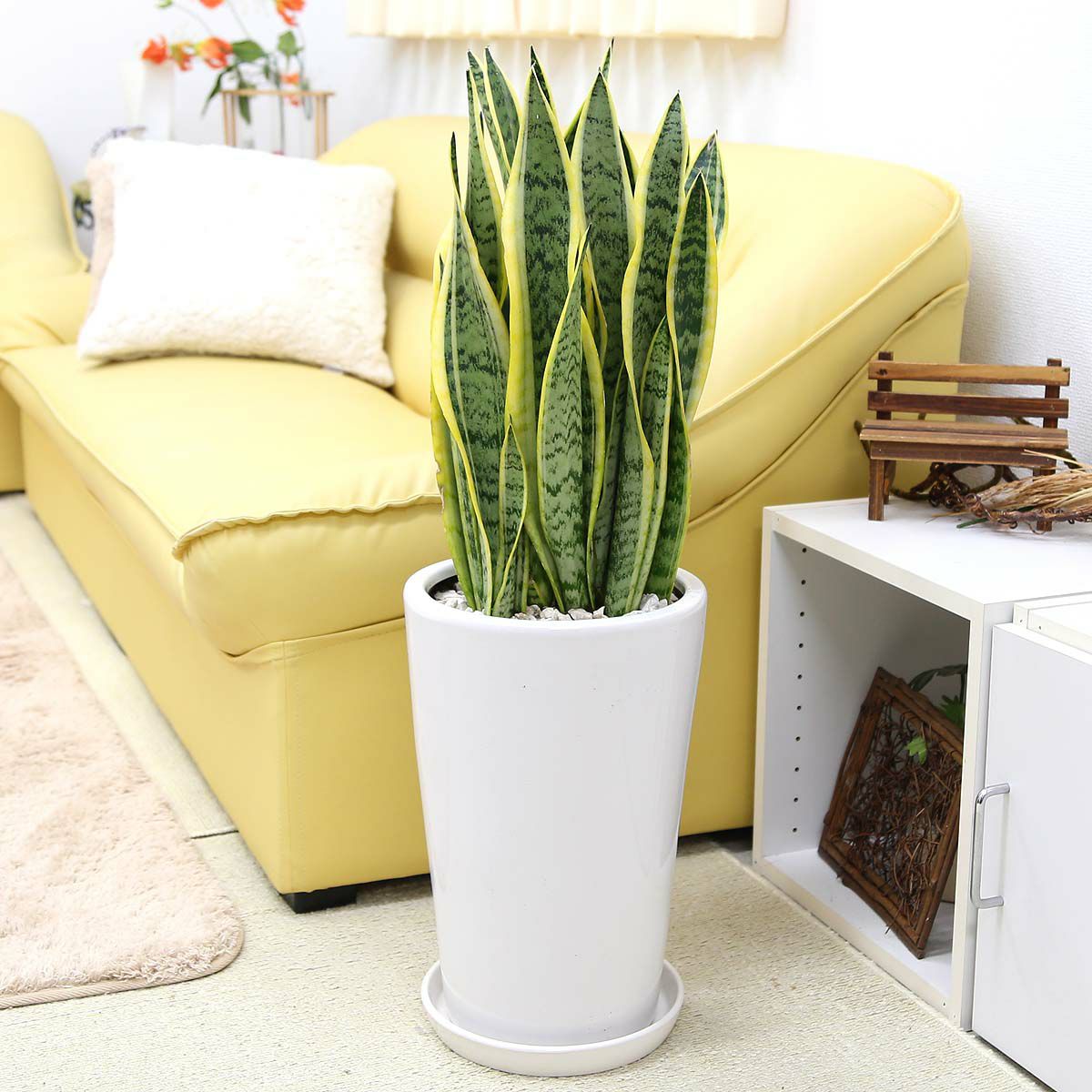 シャコバサボテン ホワイトフラメンコ 接ぎ木 シャコバ接ぎをやって