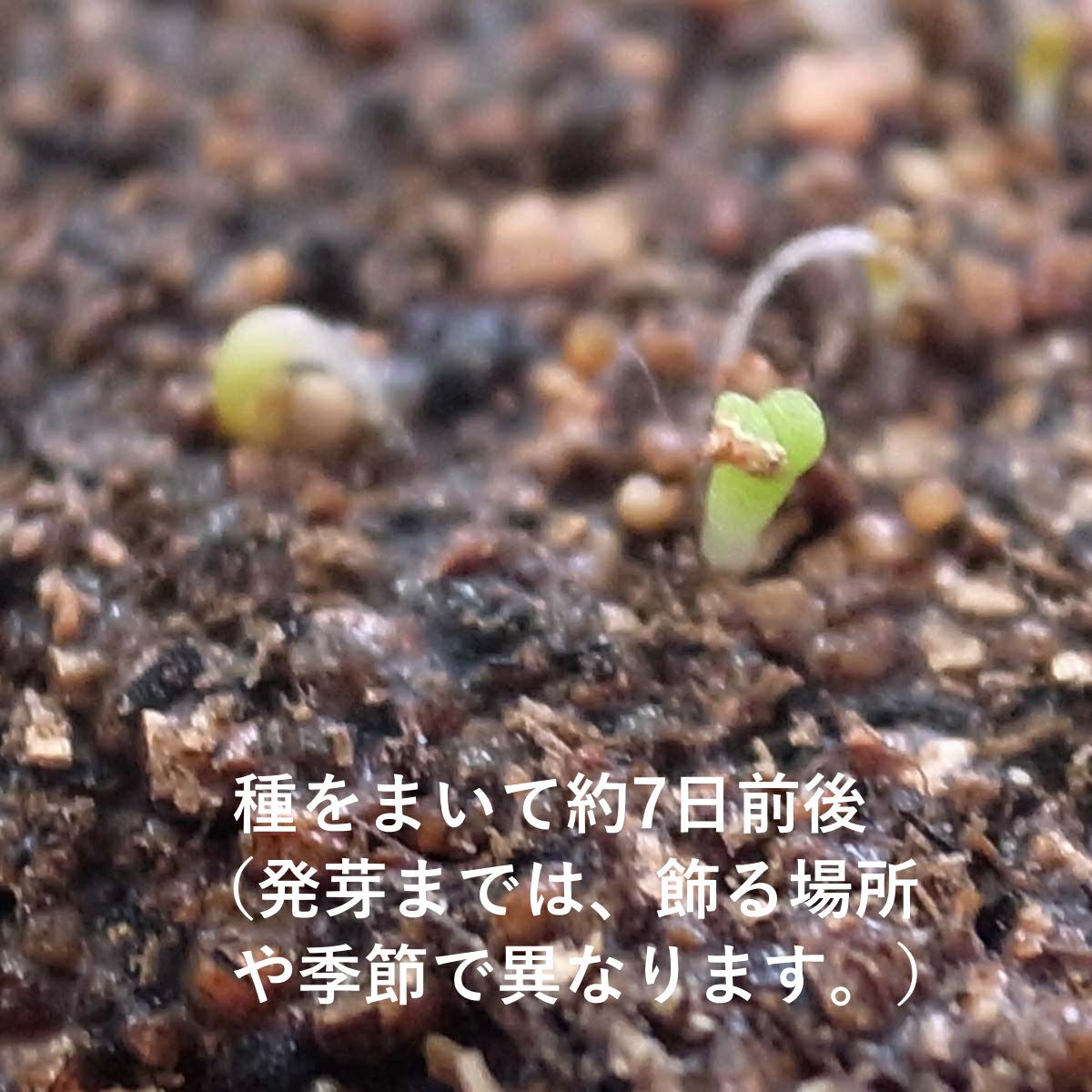 脱皮する生きた宝石 リトープス 多肉植物 栽培セット