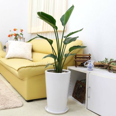 【送料無料】オーガスタ 8号 ホワイト陶器鉢 丸形 2株植え 高さ 約80cm～1.1m