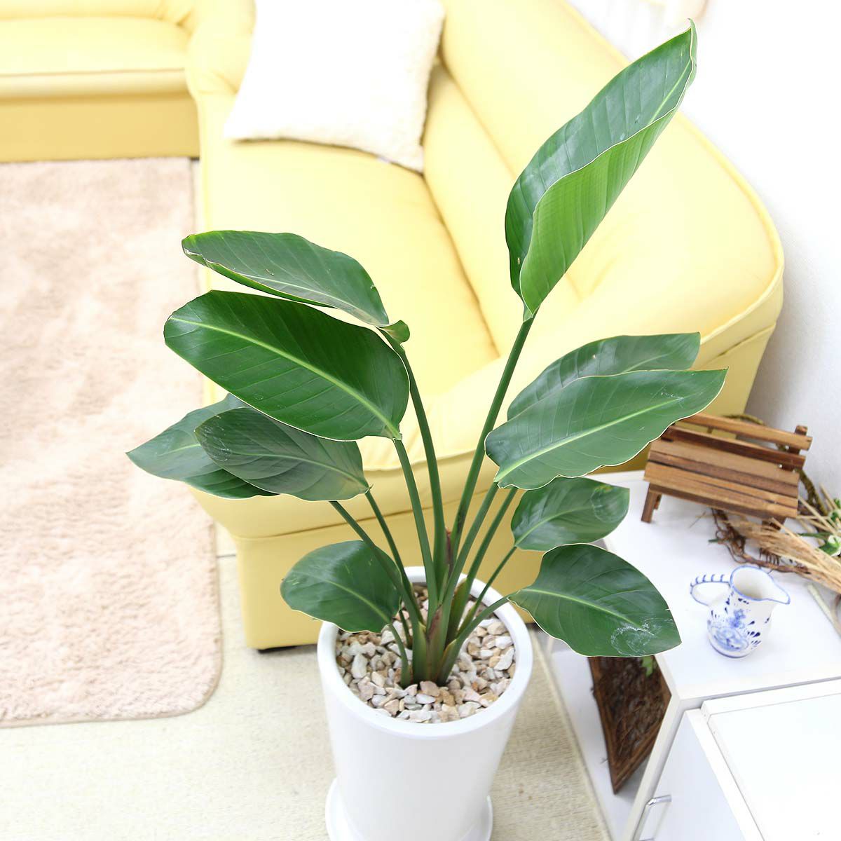 オーガスタ 7号