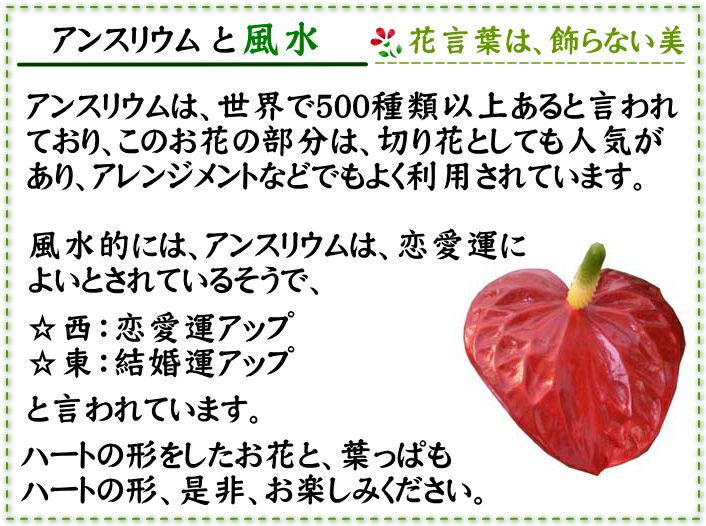 アンスリウムと風水