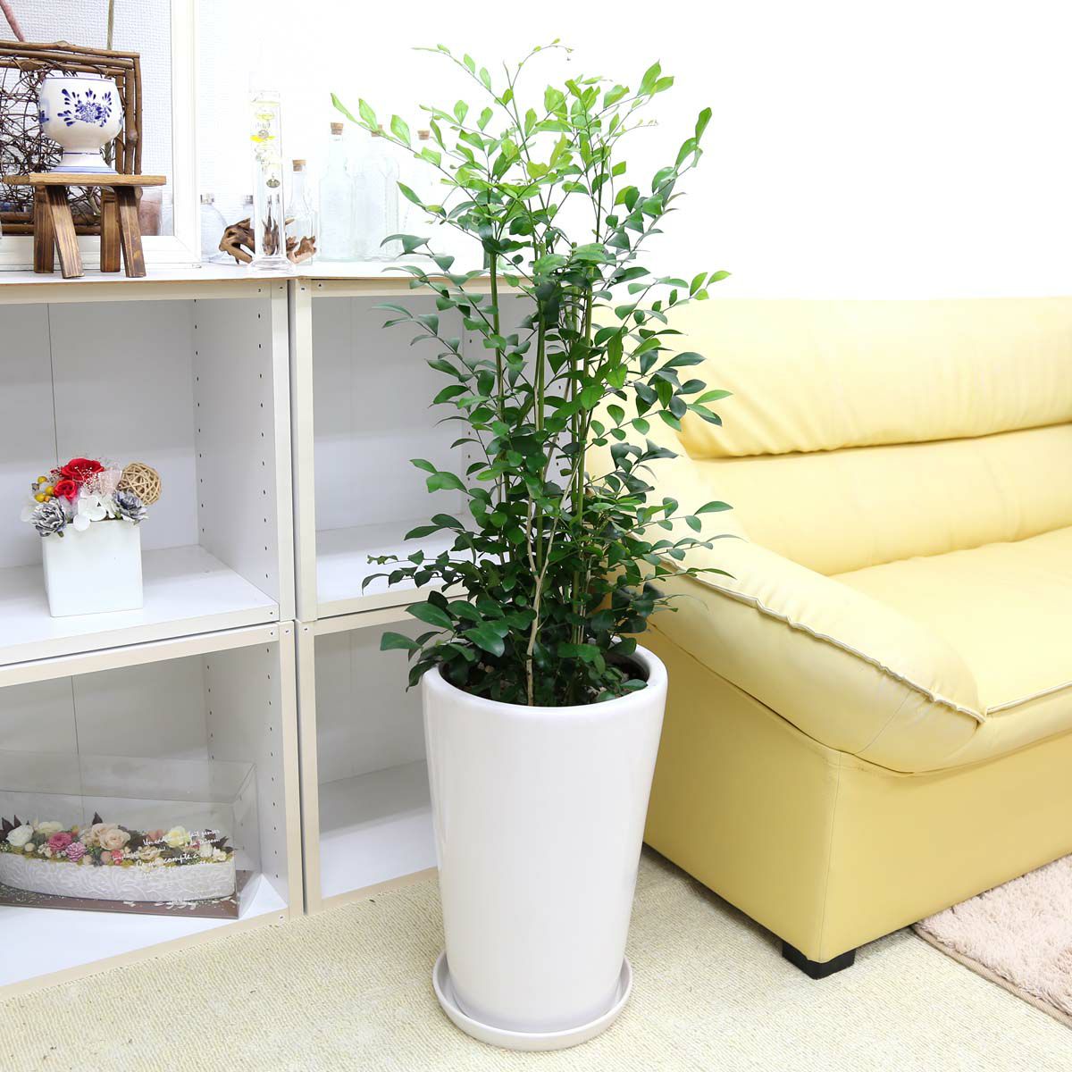 シルクジャスミン ８号